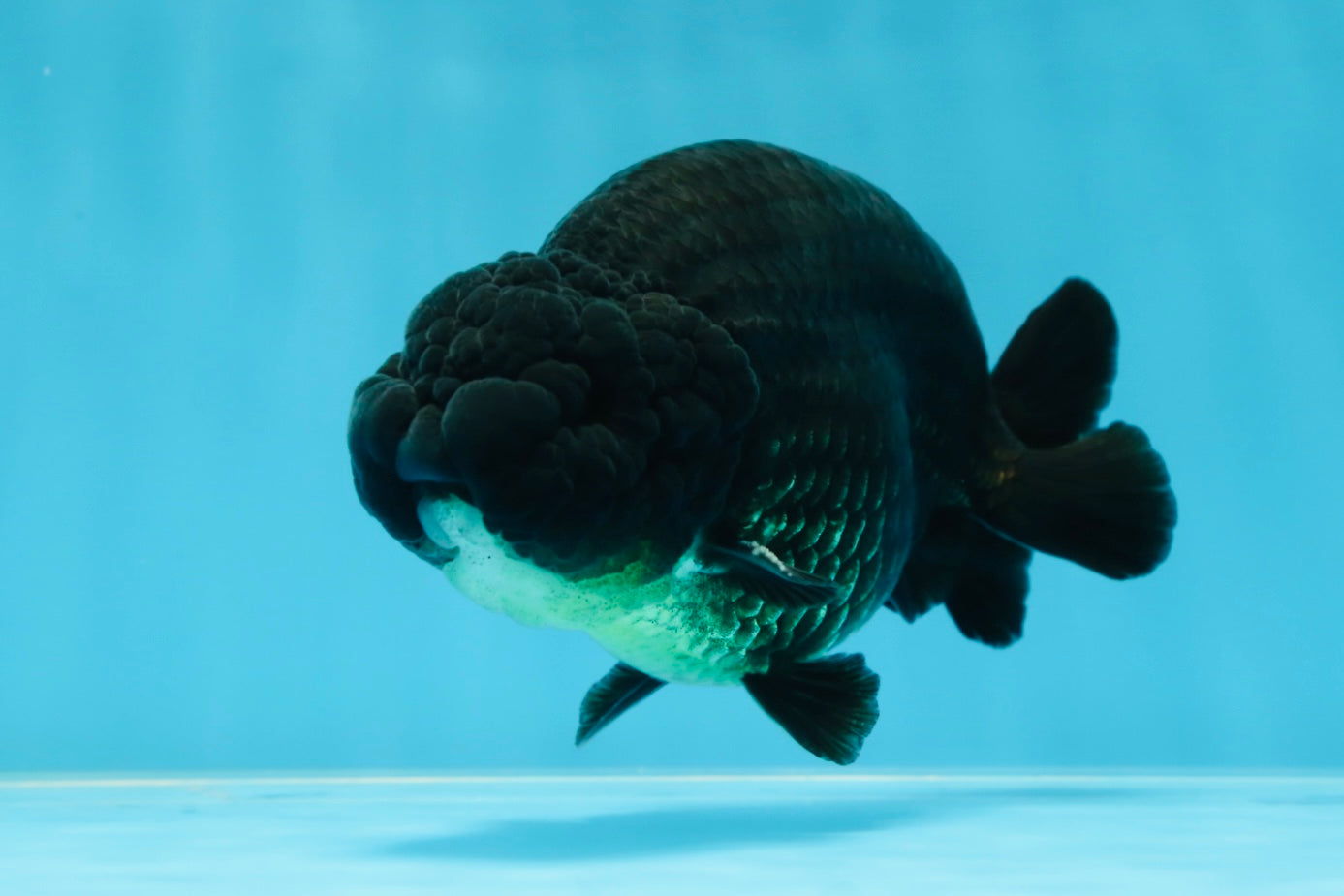 AAA Grade Godzilla Black LionKing 4.5-5 inches #053025LC_09