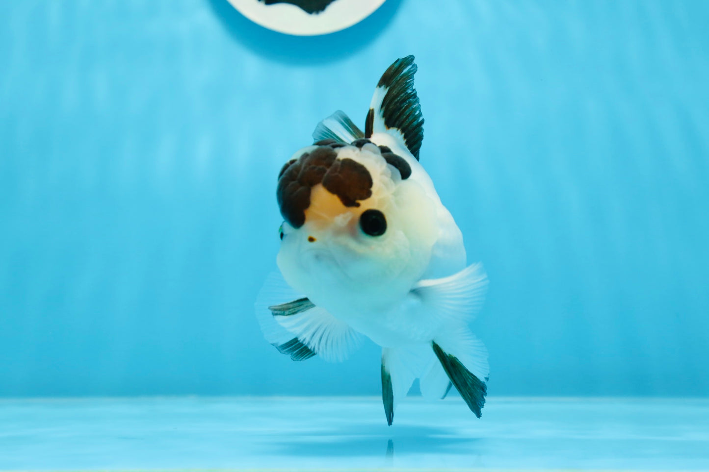 AAA Grade Panda Button Eyes Oranda Male 4.5 inches #0913OR_07