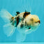 CHONKY A Grade Marble Oranda Male 5 inches #050126OR_07