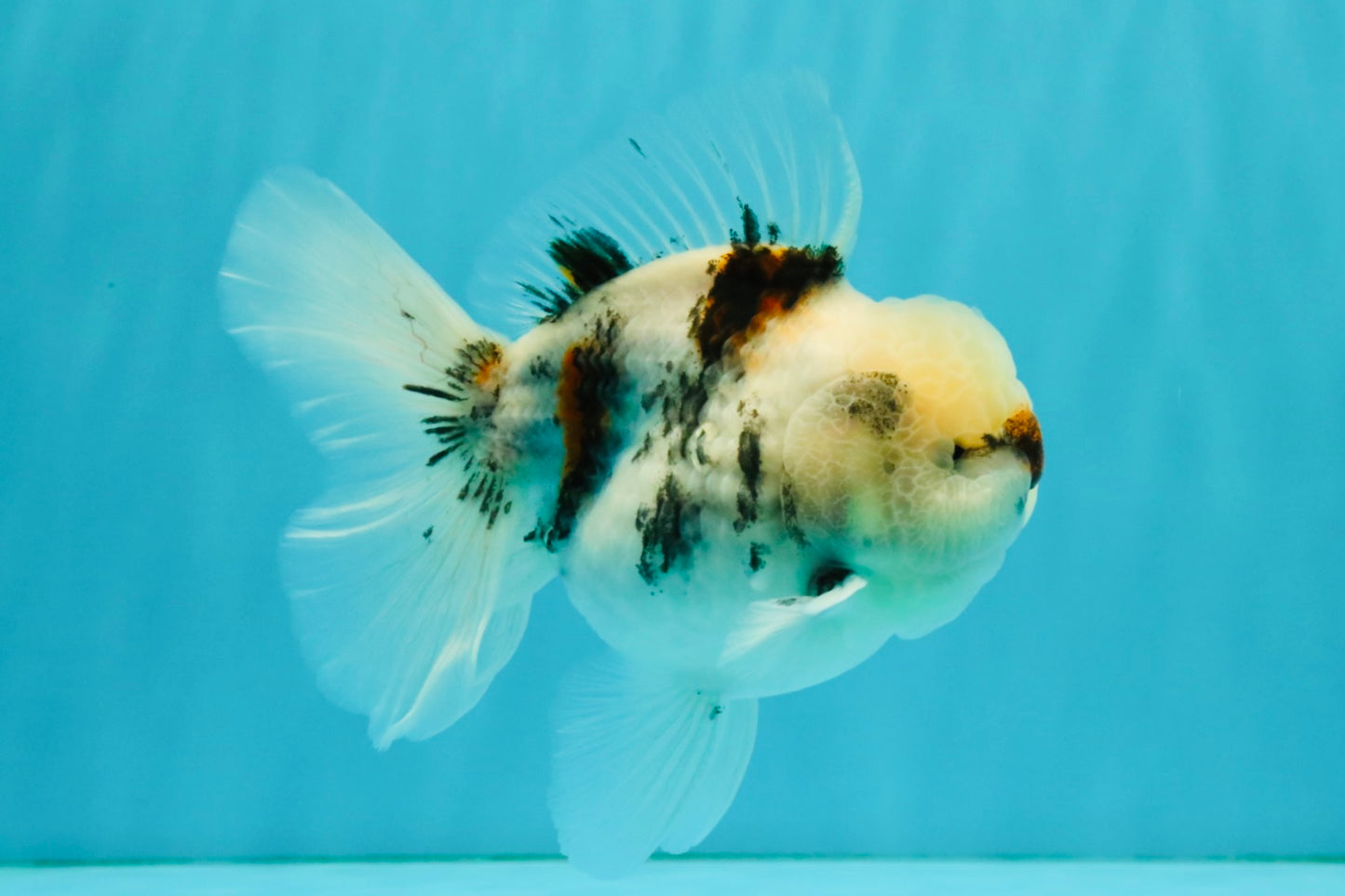 CHONKY A Grade Marble Oranda Male 5 inches #050126OR_07