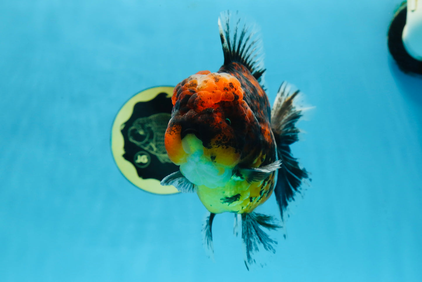 AAA Grade Super Chonky Tiger Godzilla Oranda Male 6 inches #072525OR_13