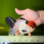 Tricolor Oranda Male 5-5.5 inches #041026OR_12