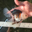 A Grade Royal Tricolor Oranda Male 5.5 inches #110124OR_20