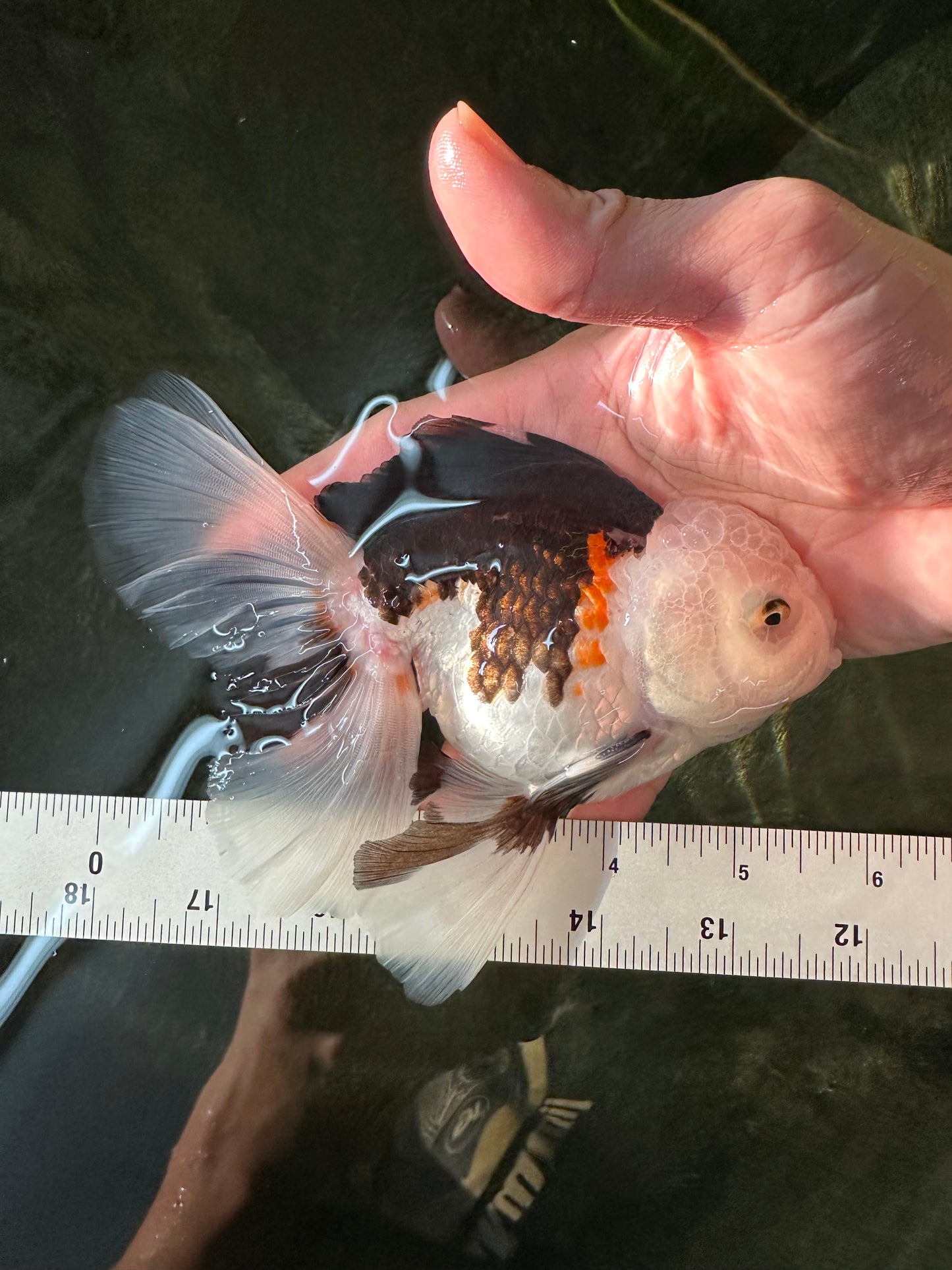 A Grade Royal Tricolor Oranda Male 5.5 inches #110124OR_20