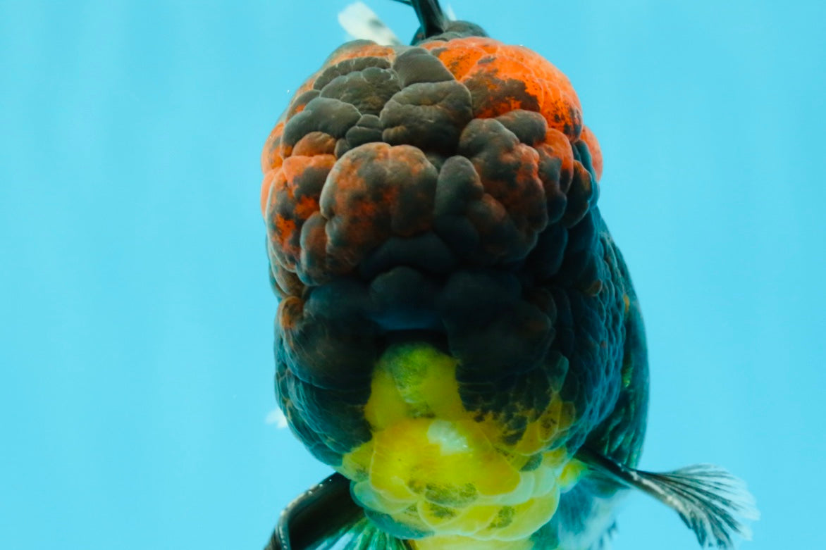 AAA Grade Godzilla Tiger Oranda Male 6.5 inches #022726OR_11