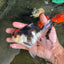 A Grade Tricolor Button Eyes Oranda Male 4.5-5 inches #081525OR_28
