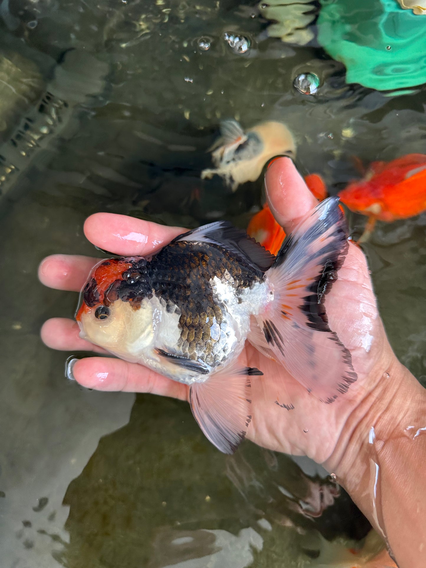 A Grade Tricolor Button Eyes Oranda Male 4.5-5 inches #081525OR_28