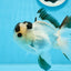 AAA Grade Panda Button Eyes Oranda Male 4.5 inches #0913OR_07