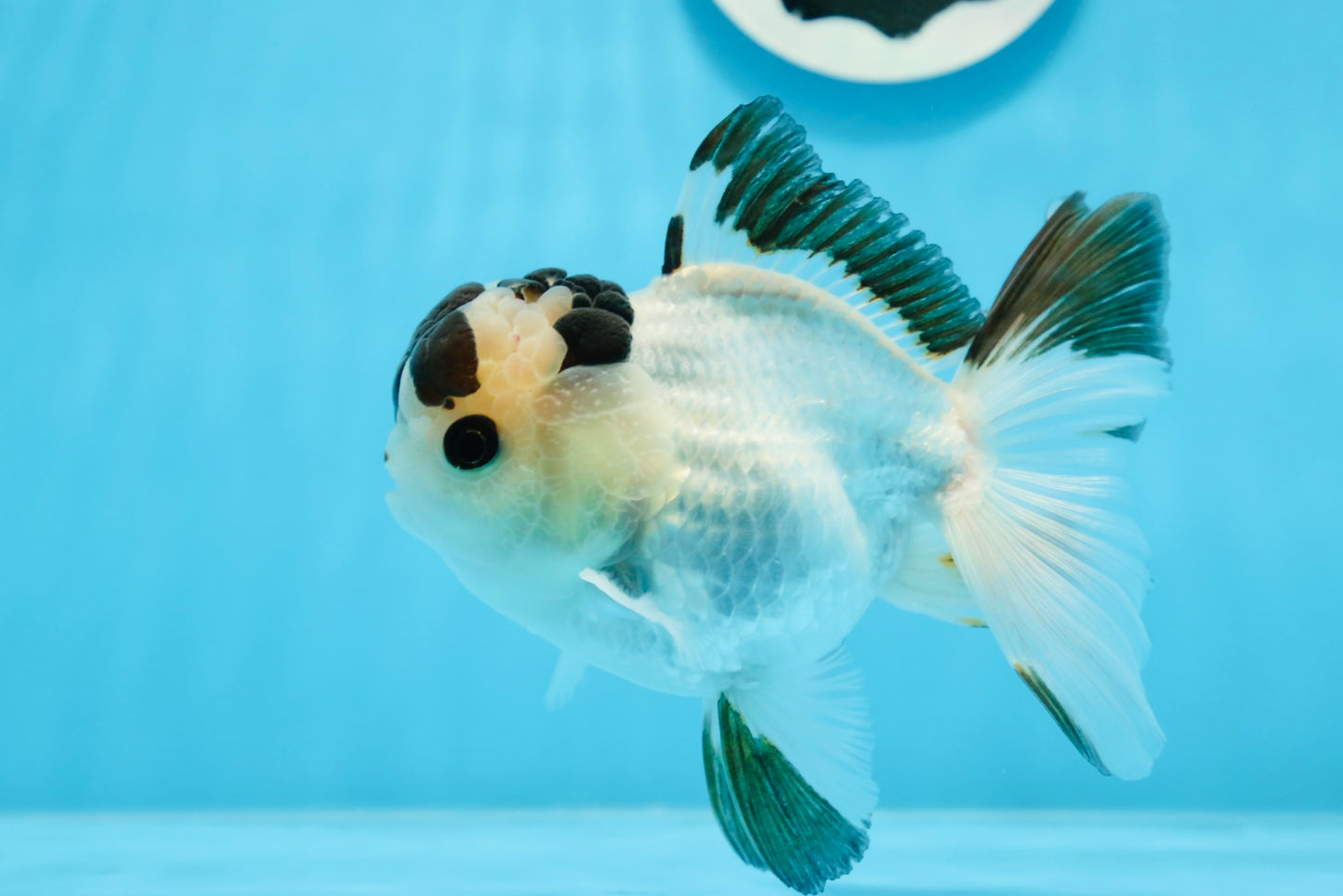 AAA Grade Panda Button Eyes Oranda Male 4.5 inches #0913OR_07