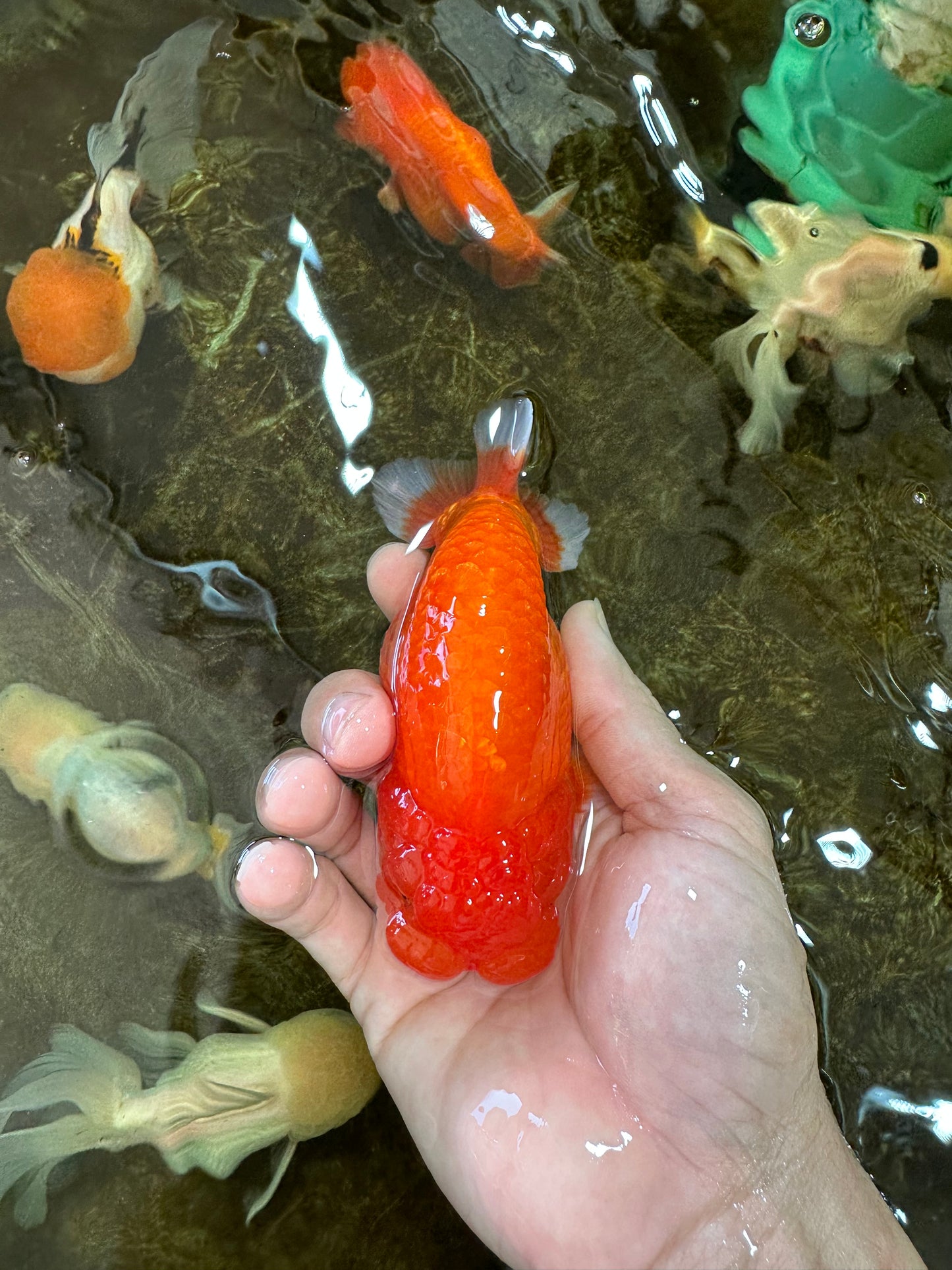 A Grade Red White LionKing 4.5 inches #070425LC_08