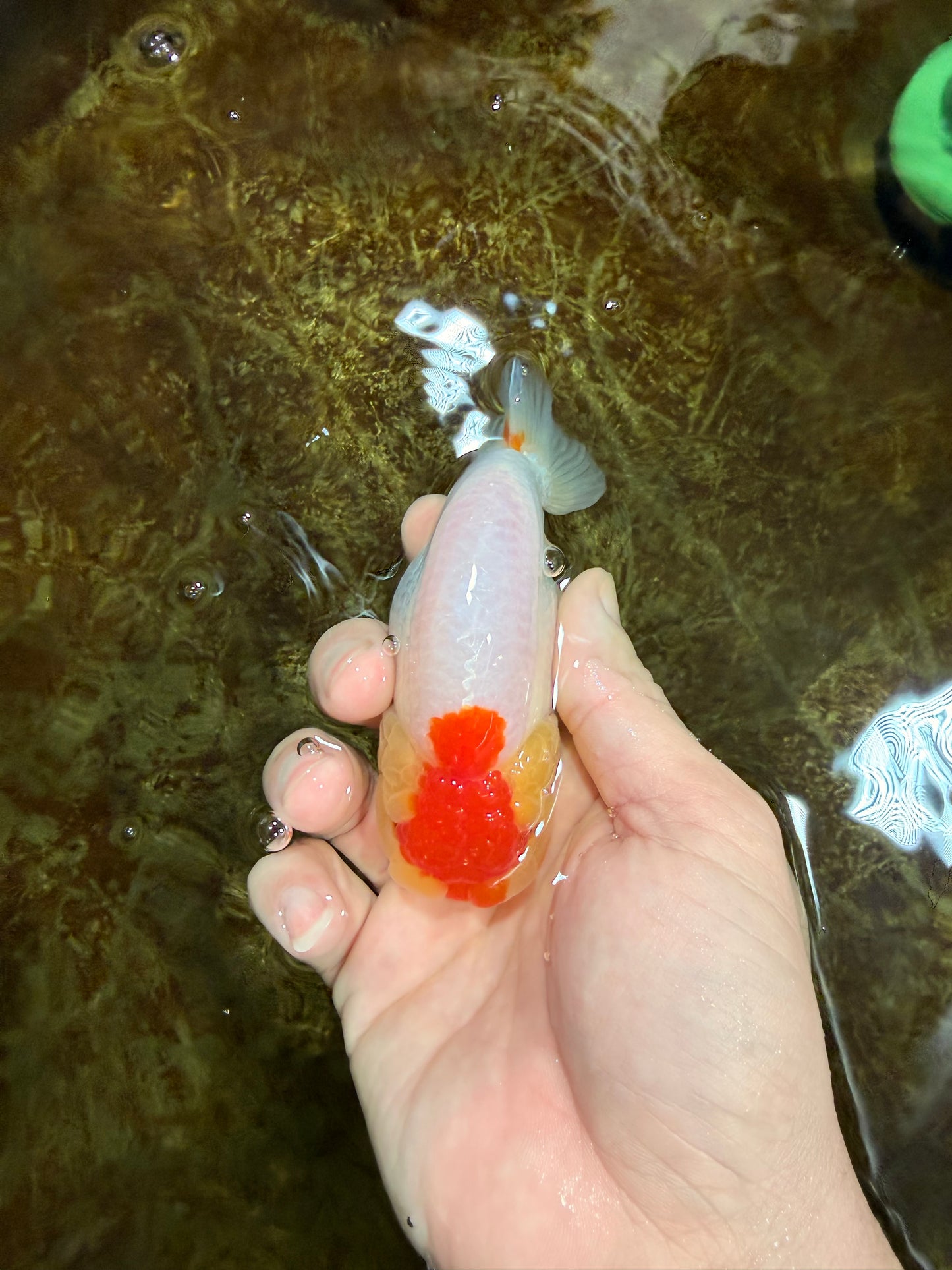 SUPER CUTE A Grade Red White LionQueen 4 inches #121225LC_08