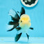 AAA Grade Panda Button Eyes Oranda Female 4.5-5 inches #0927OR_29