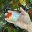 A Grade Super Cute Red Cap Oranda Male 4.5-5 inches #053025OR_22