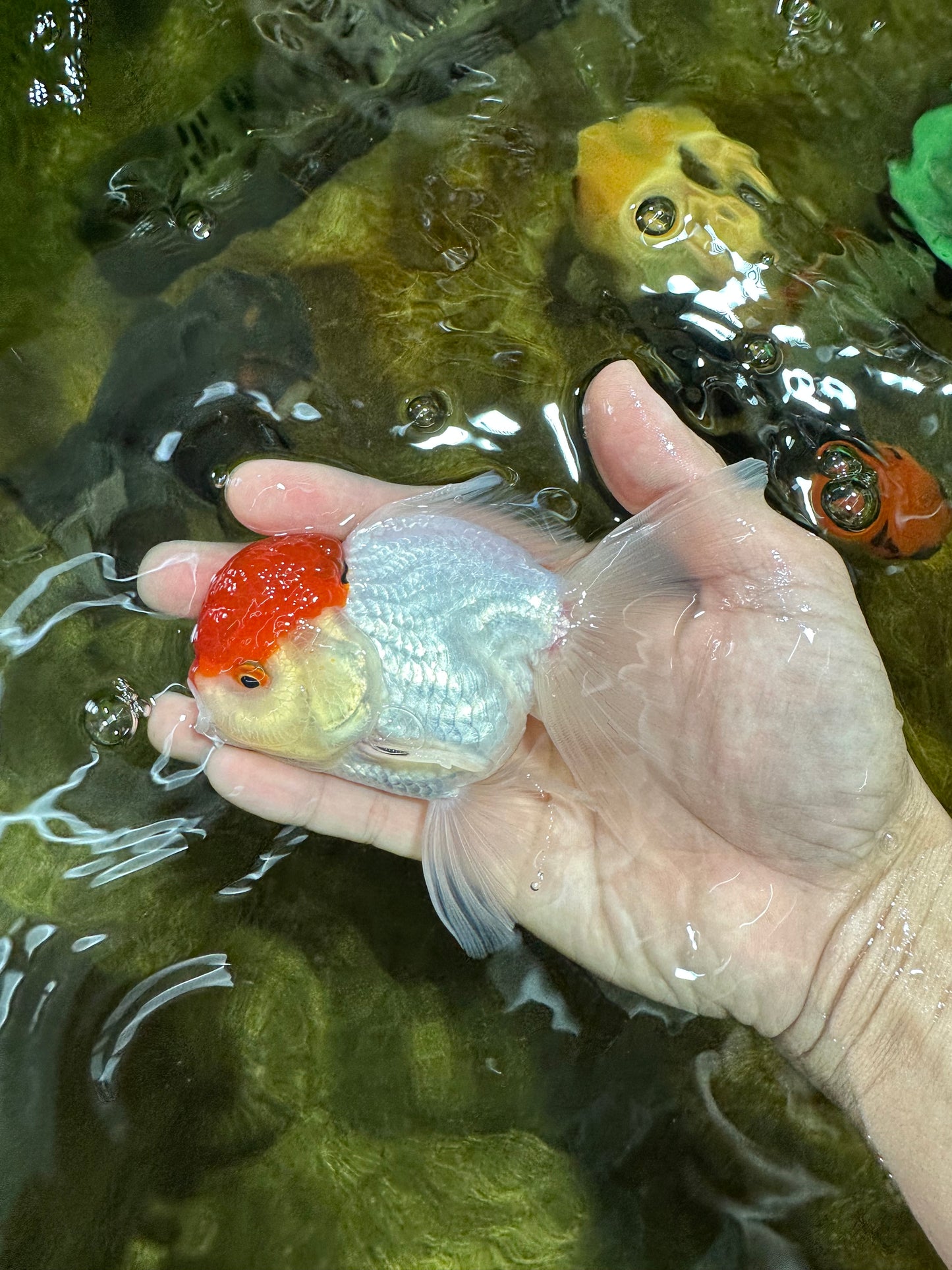 A Grade Super Cute Red Cap Oranda Male 4.5-5 inches #053025OR_22