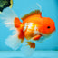 TOMATO AAA Grade Red White Oranda Male 5.5-6 inches #082225OR_11