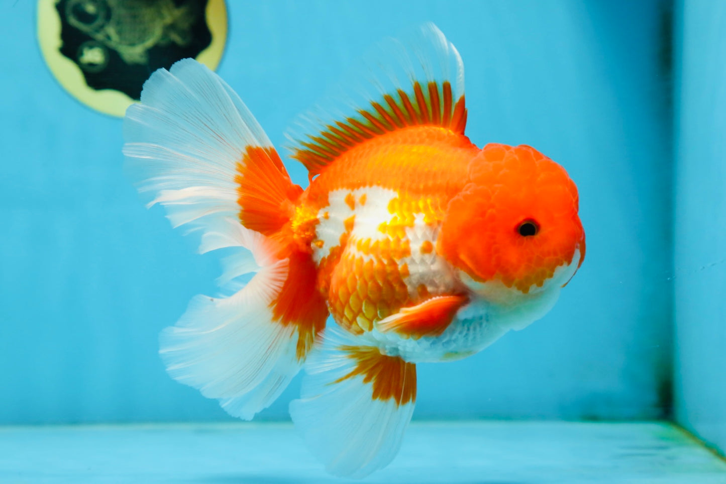 TOMATO AAA Grade Red White Oranda Male 5.5-6 inches #082225OR_11