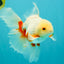 A Grade Red White Oranda Male 5.5-6 inches #102326OR_12