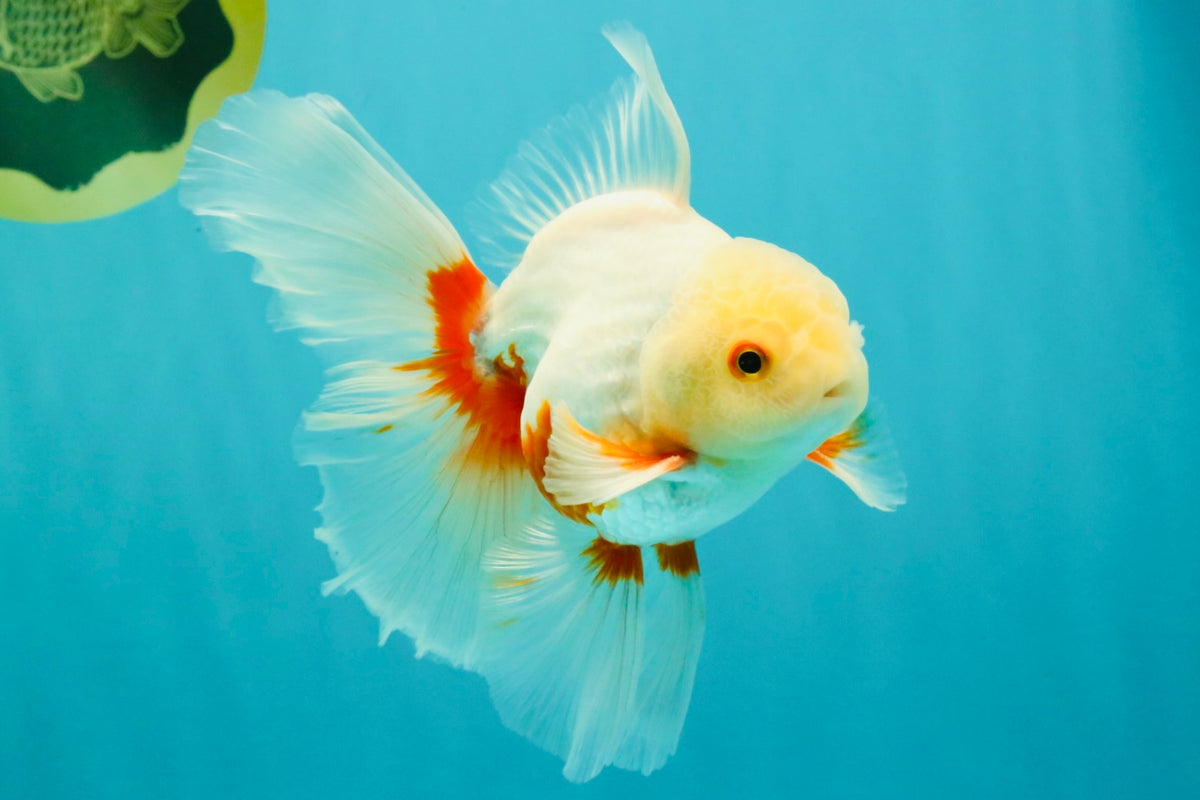 A Grade Red White Oranda Male 5.5-6 inches #102326OR_12