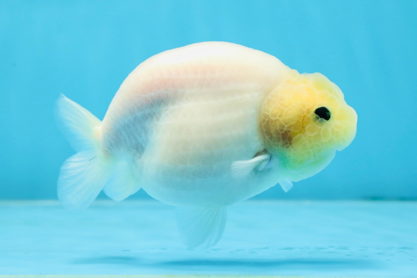 Snow White Sakura Button Eyes Lionchu Male 4-4.5 inches #070425LC_10