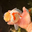 AAA Grade Red White Oranda Male 6 inches #030626OR_17