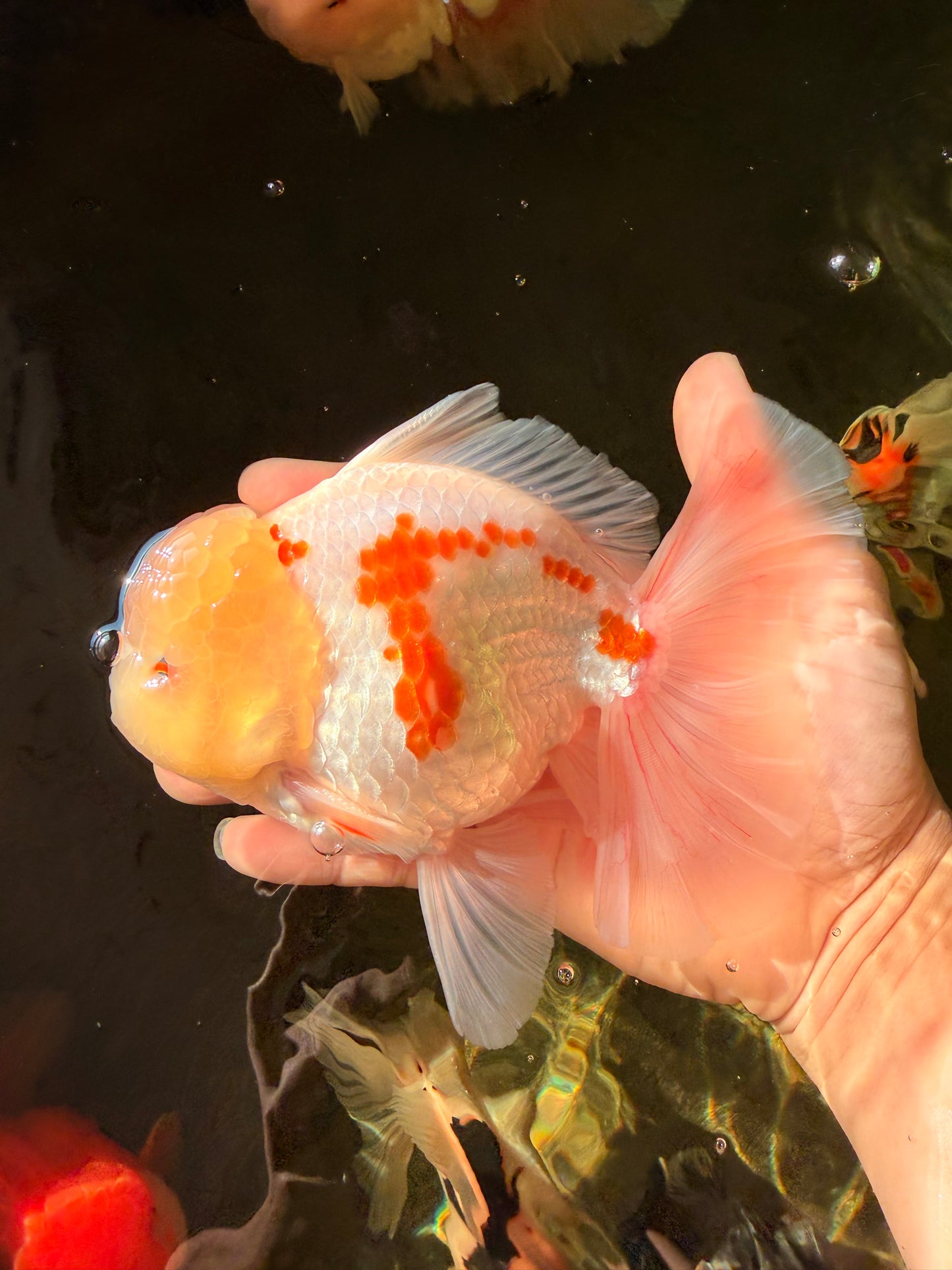 AAA Grade Red White Oranda Male 6 inches #030626OR_17