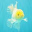 A Grade White Oranda Male 5.5 inches #101626OR_13