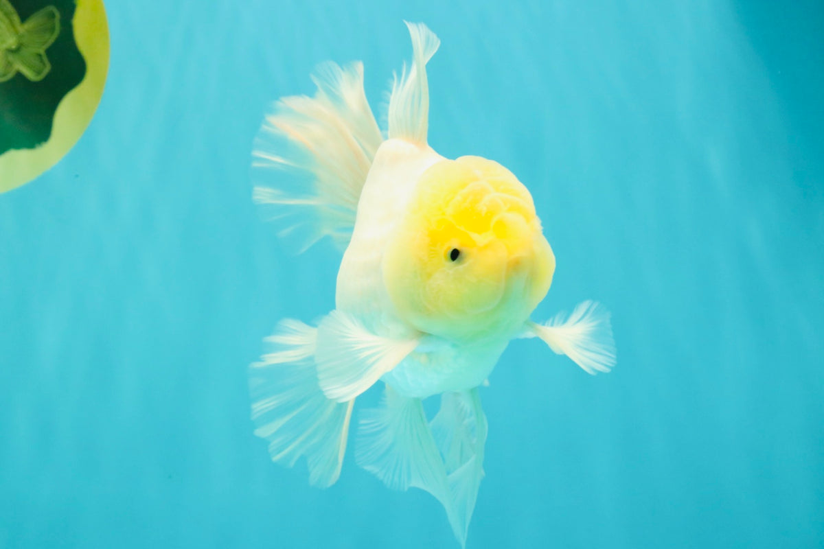 A Grade White Oranda Male 5.5 inches #101626OR_13