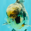 AAA Grade Super Special Marble Kirin Oranda Male 6 inches #061926OR_16