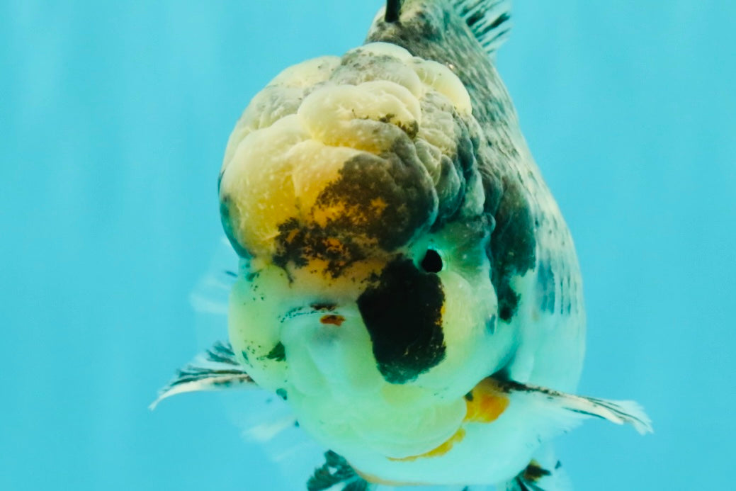 AAA Grade Super Special Marble Kirin Oranda Male 6 inches #061926OR_16