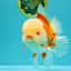 FLUFFY WEN AAA Grade Jade Head Red White Oranda Male 7.5 inches #071726OR_02