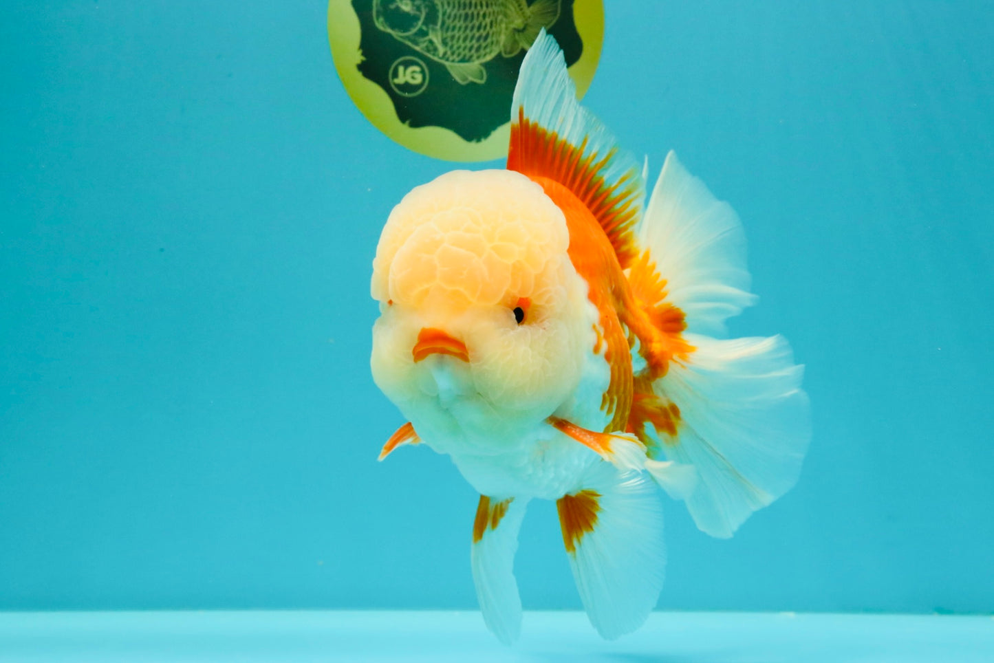 FLUFFY WEN AAA Grade Jade Head Red White Oranda Male 7.5 inches #071726OR_02