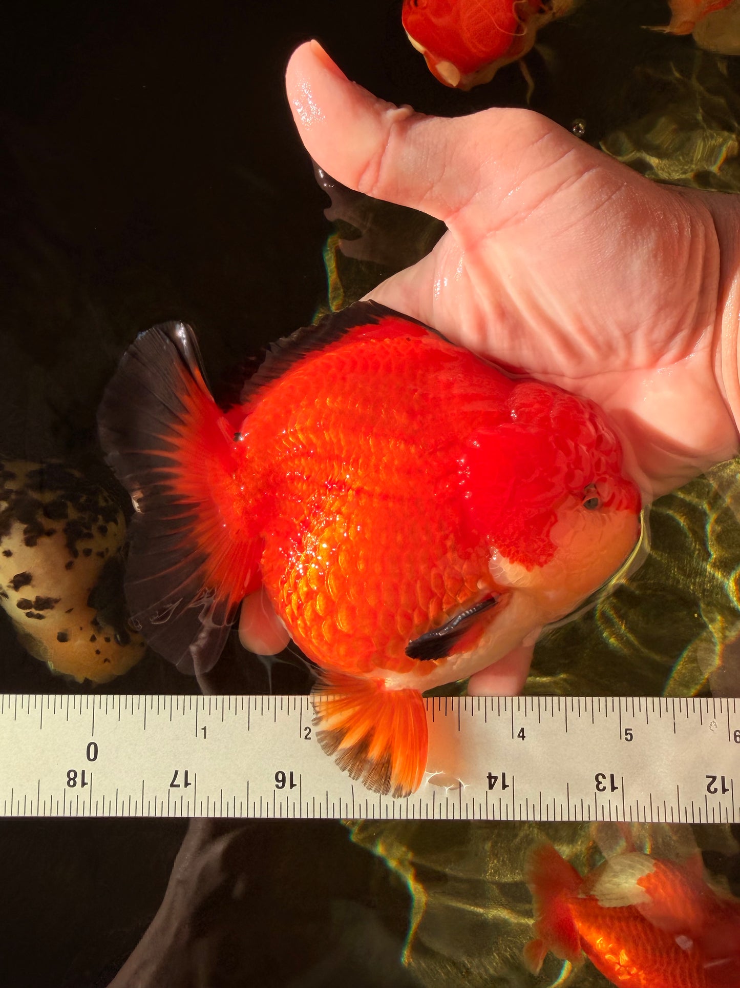 TOMATO AAA Grade Apache Yuanbao Male 5  inches #022726YB_05