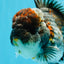 CHUBBY AAA Grade Godzilla Kirin Oranda Male 6.5 inches #050826OR_02
