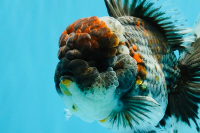 CHUBBY AAA Grade Godzilla Kirin Oranda Male 6.5 inches #050826OR_02