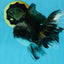 A Grade Fluffy Tail Panda Oranda Male 6.5 inches #010325OR_14