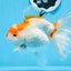 Oranda hembra roja y blanca de gran tamaño, grado A, 6,5 pulgadas, n.º 0706OR_11