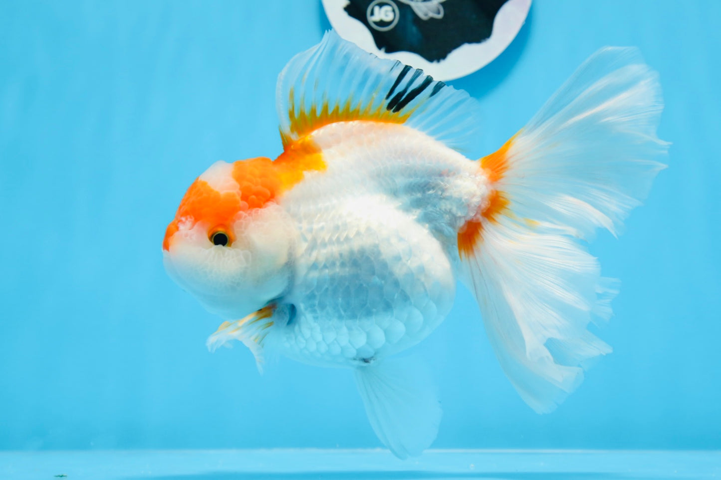 Oranda hembra roja y blanca de gran tamaño, grado A, 6,5 pulgadas, n.º 0706OR_11