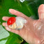 Oranda macho de gorra roja de grado A de 4 pulgadas n.° 0906OR_26