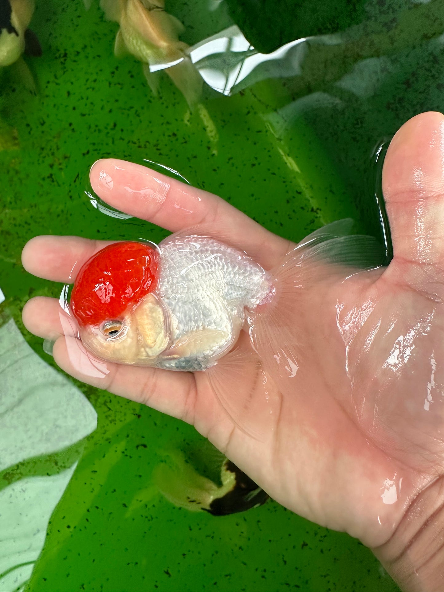 A Grade Red Cap Oranda Male 4  inches #0906OR_26