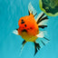 CHUNKY AAA Grade Tiger Oranda Male 6.5 inches #071726OR_27