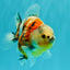 A Grade Sanke Oranda Male 4.5-5 inches #082126OR_25