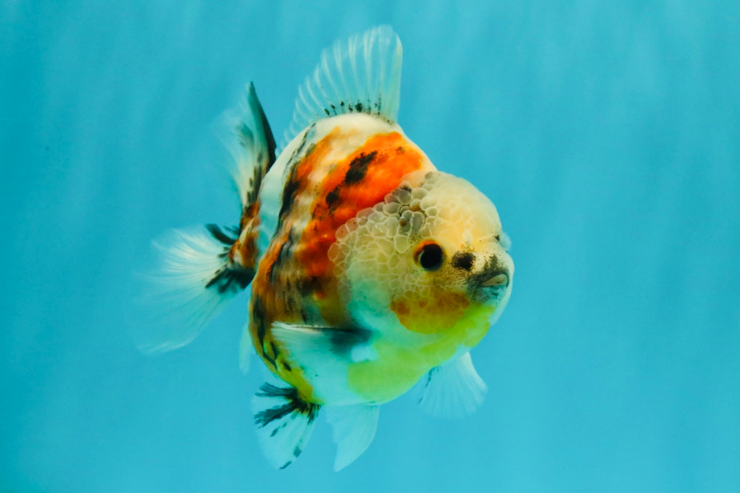 A Grade Sanke Oranda Male 4.5-5 inches #082126OR_25