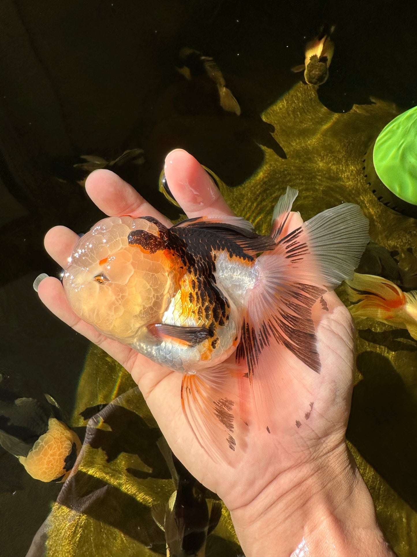 BULLDOG Jelly Wen Tricolor Oranda Female 5 inches #1018OR_18