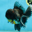 AAA Grade MIDNIGHT Kirin Oranda Male 5.5-6 inches #082925OR_15