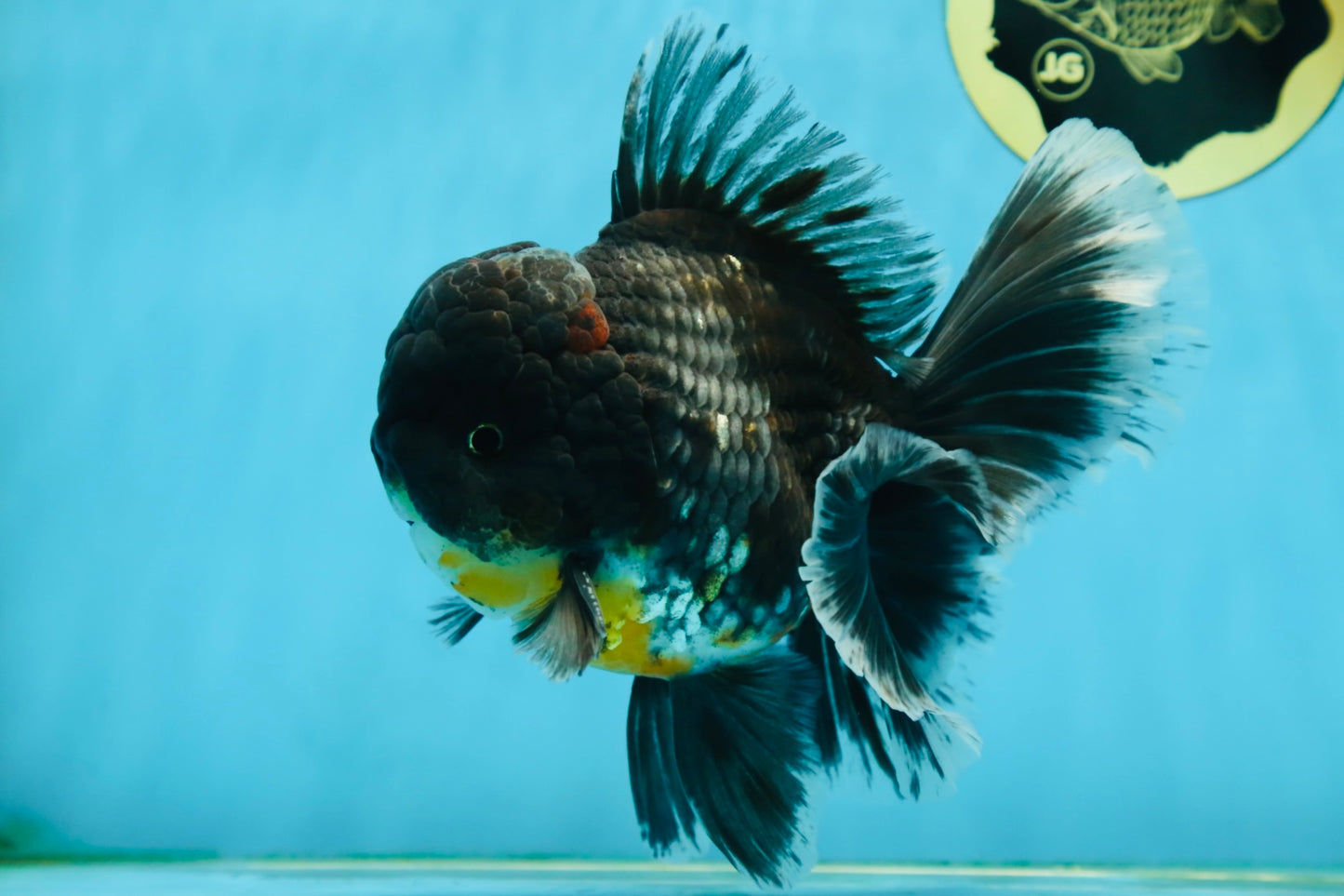 AAA Grade MIDNIGHT Kirin Oranda Male 5.5-6 inches #082925OR_15
