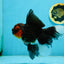 A Grade Tricolor Lava Head Oranda Male 5.5 inches #120624OR_04