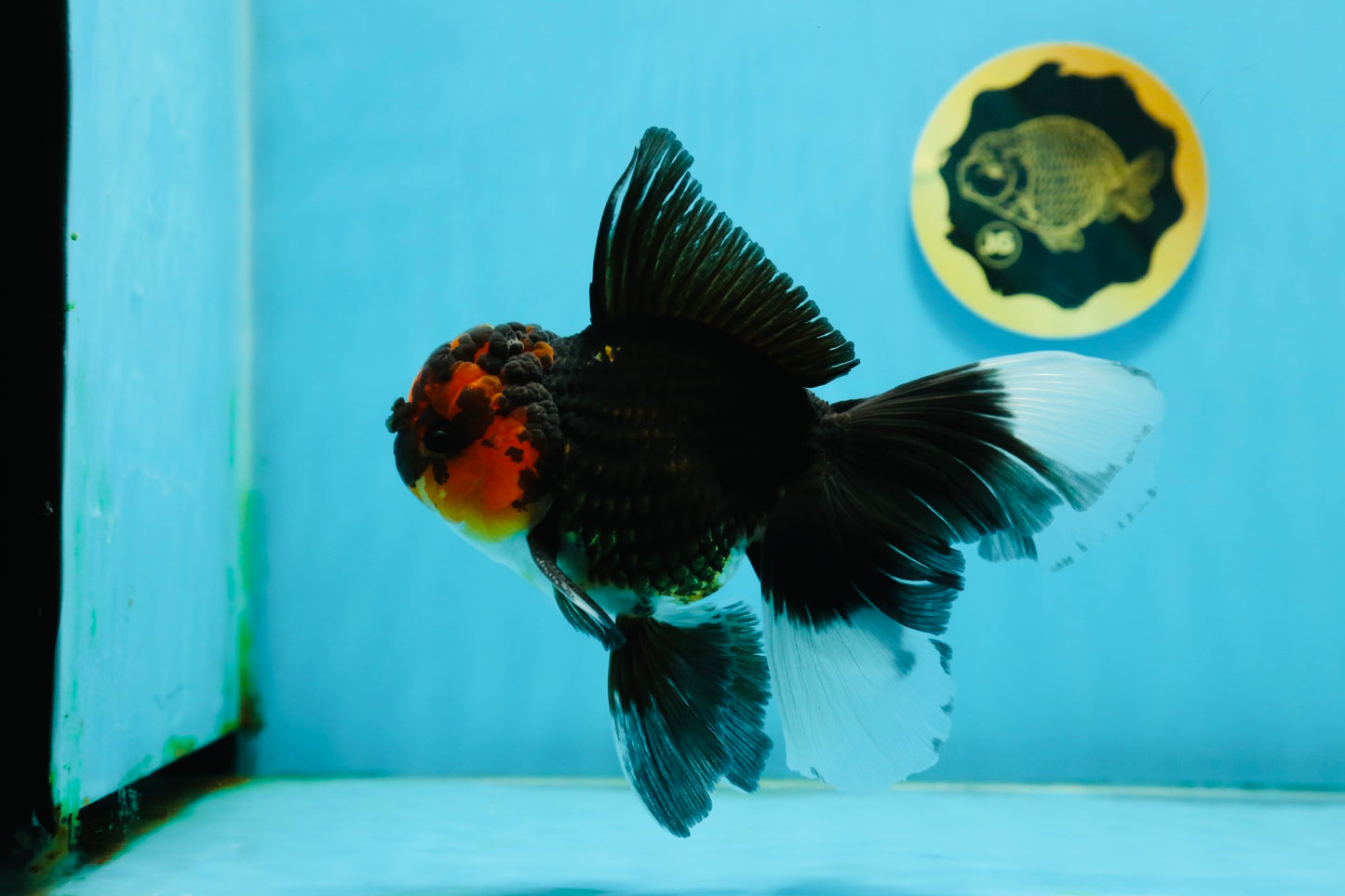 A Grade Tricolor Lava Head Oranda Male 5.5 inches #120624OR_04