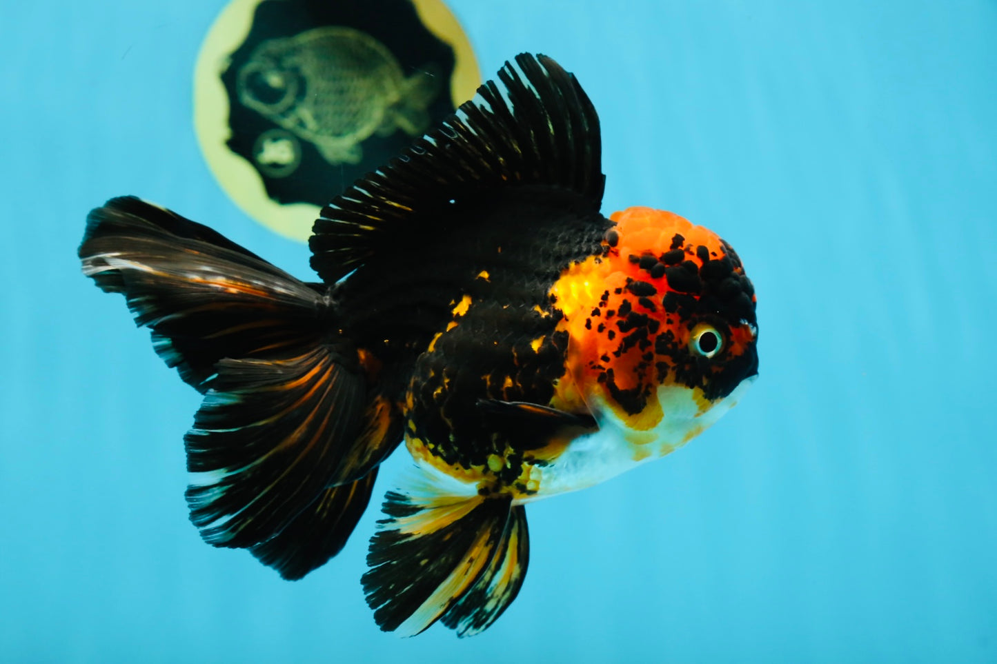 A Grade Stunning Lava Oranda Female 5 inches #010325OR_02