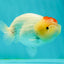 Nugget Snow Tancho Lemonhead Lionchu Male 4 inches #1018LC_06