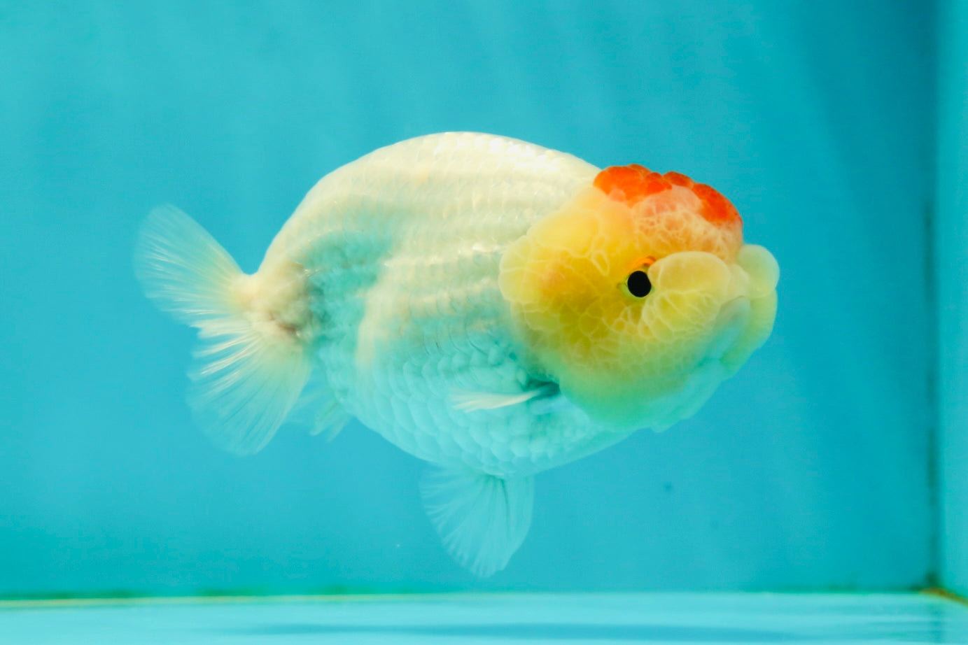 Nugget Snow Tancho Lemonhead Lionchu Male 4 inches #1018LC_06